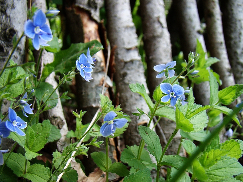 Veronica chamaedrys (Germander Speedwell)