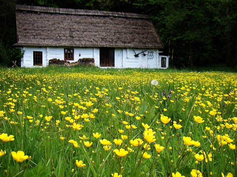 Ranunculus sardous (hairy buttercup) (alternate view 2)