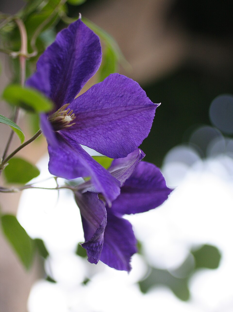Clematis 'Jackmanii' (Jackman Clematis) (alternate view 5)