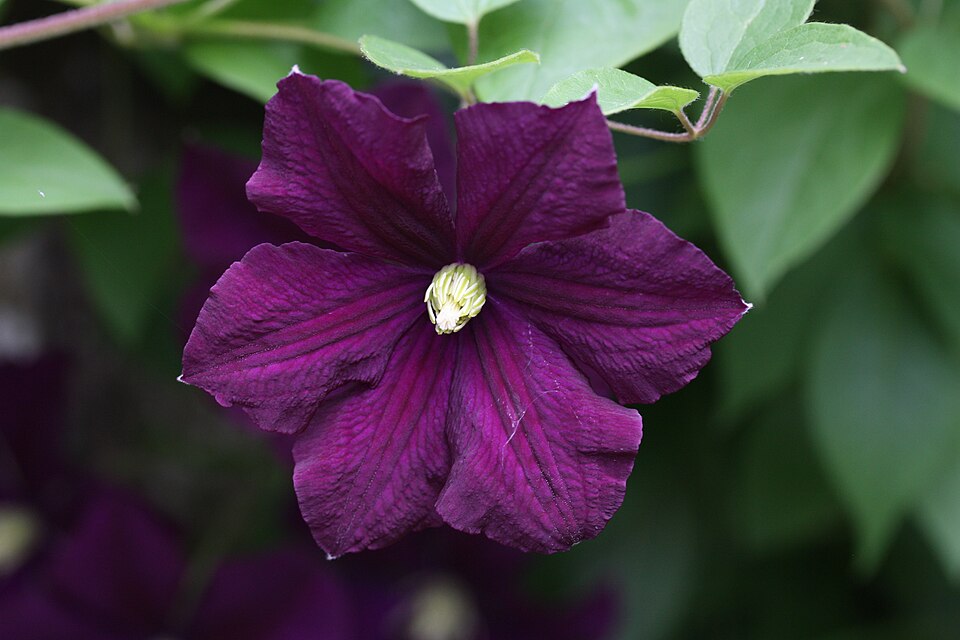 Clematis 'Etoile Violette' (Etoile Violette Clematis) (alternate view 2)