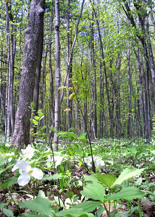 Trillium grandiflorum (large white trillium)