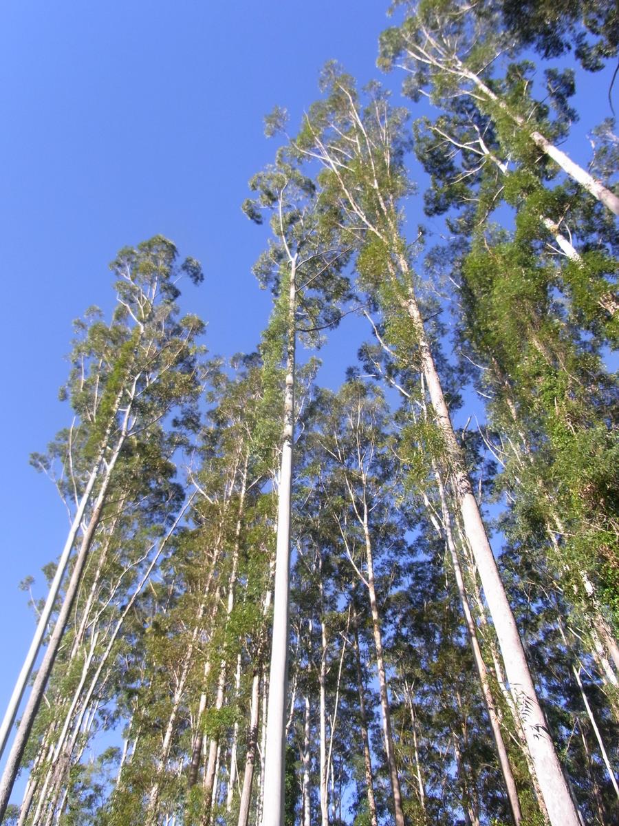 Eucalyptus grandis (Flooded Gum) (alternate view 7)