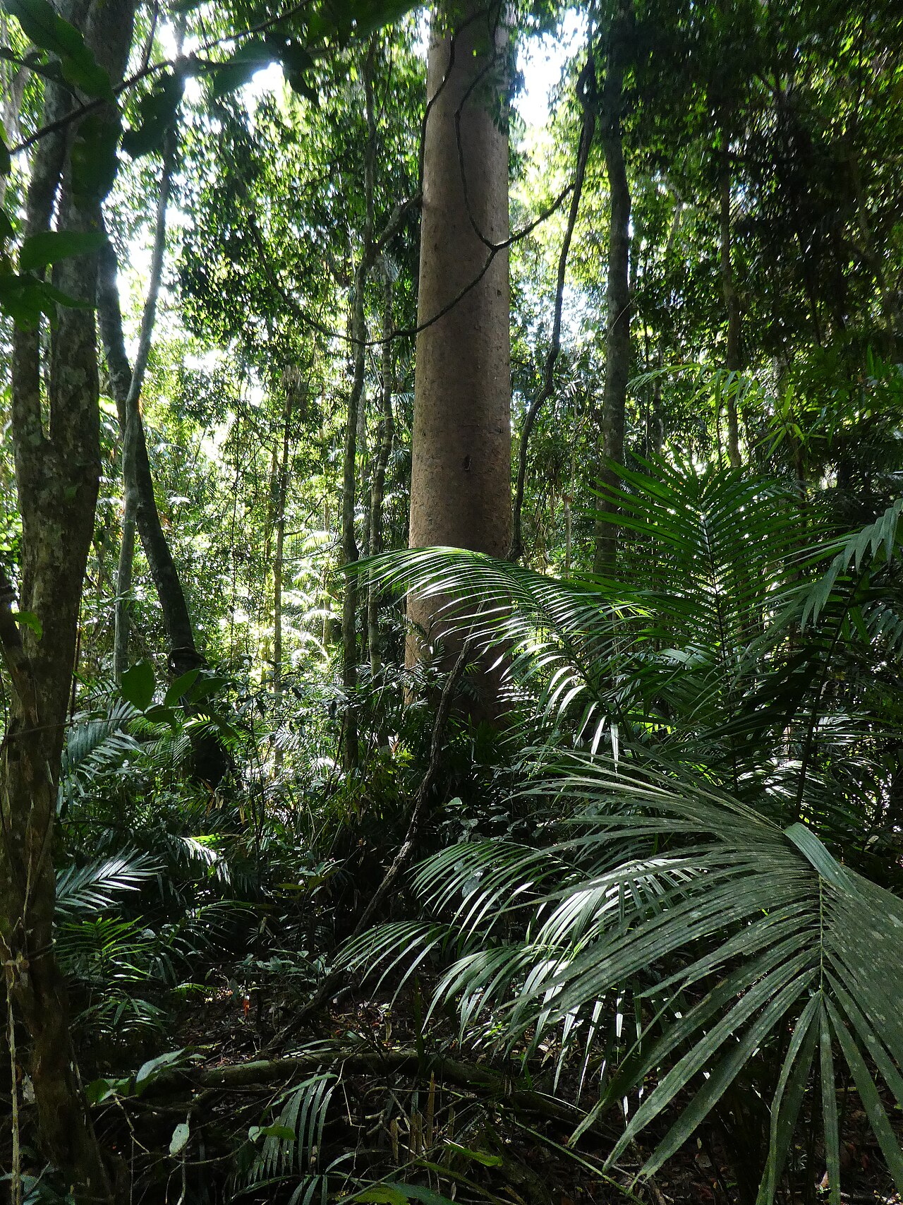 Agathis robusta, Queensland kauri — upright evergreen (Araucariaceae) (image 5 of 10)