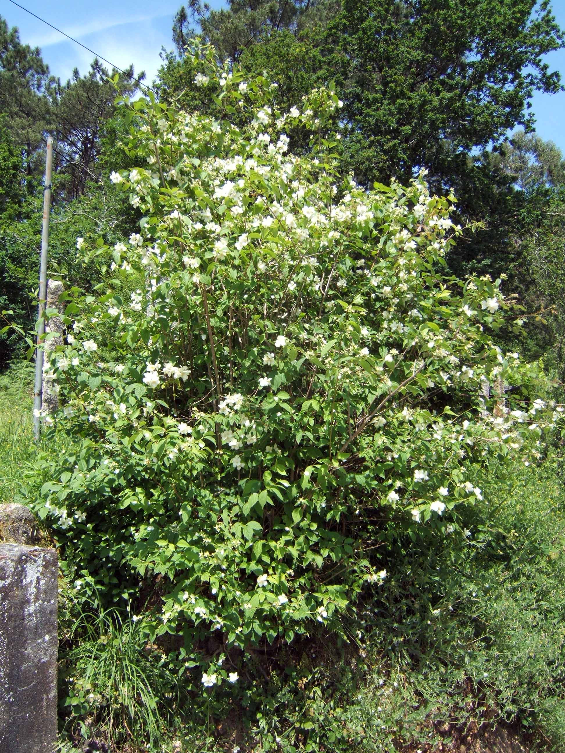 Philadelphus coronarius, Mock orange — upright deciduous (Hydrangeaceae) (image 3 of 9)