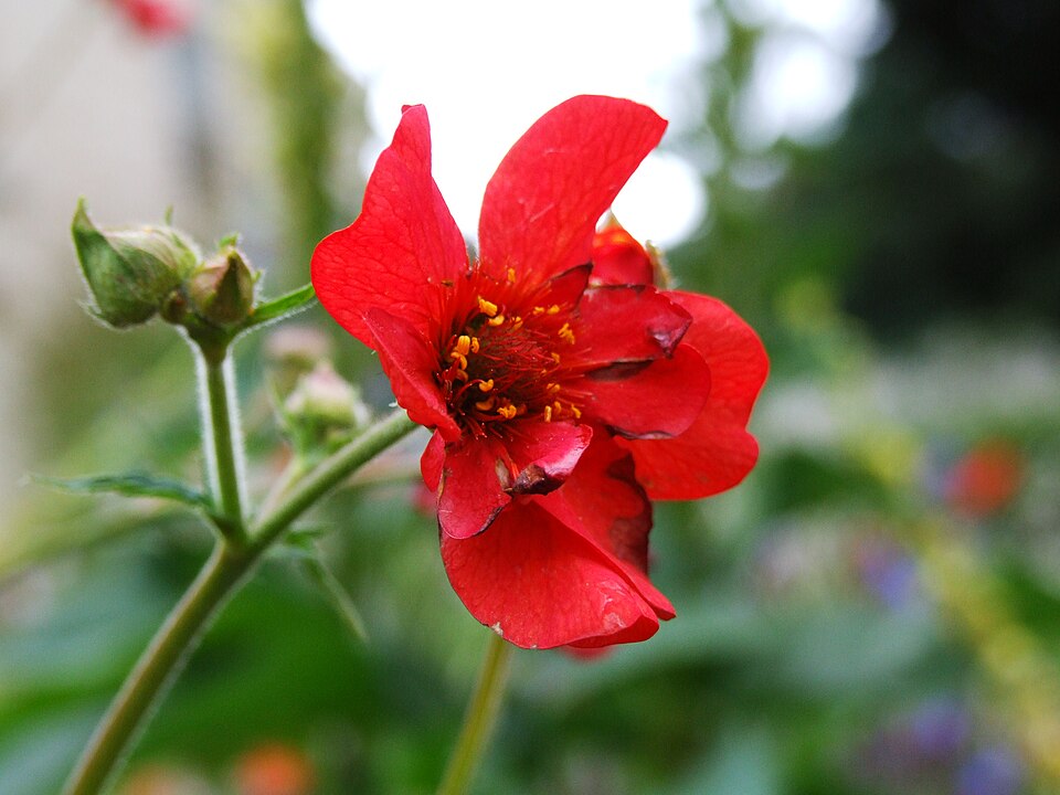Geum (avens) (alternate view 5)
