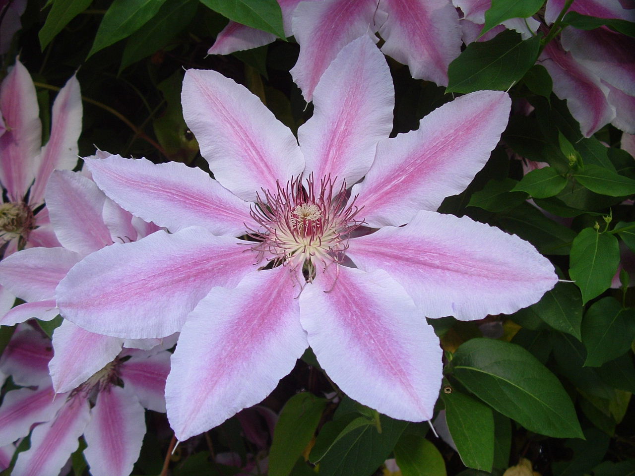 Clematis 'Nelly Moser', Clematis 'Nelly Moser' — climbing deciduous (Ranunculaceae) (image 5 of 10)