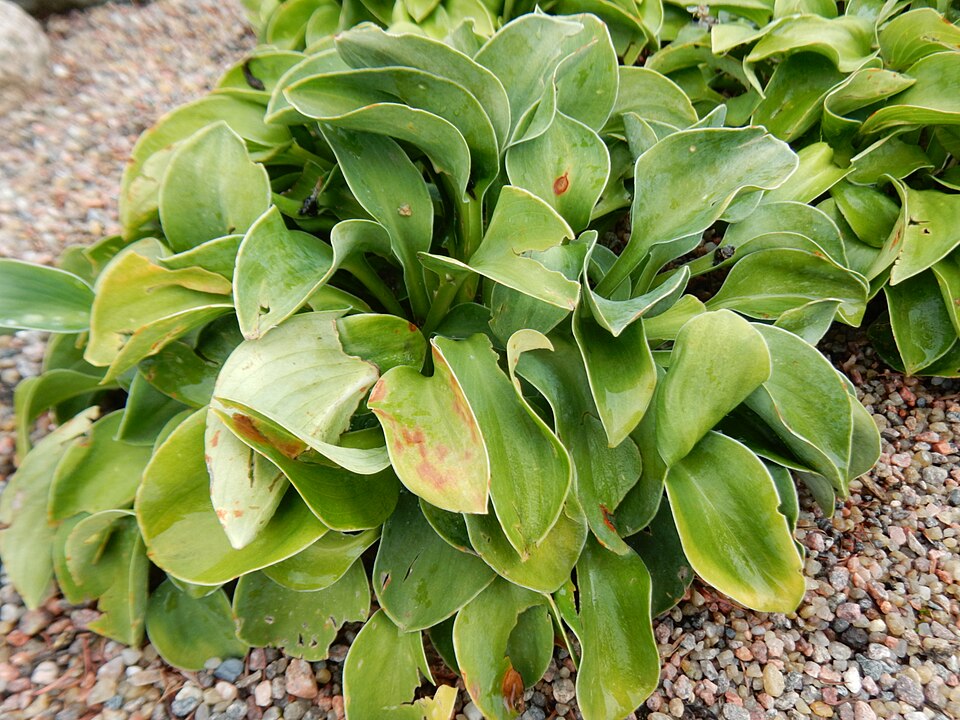 Hosta 'Blue Mouse Ears' (Blue Mouse Ears Hosta) (alternate view 5)