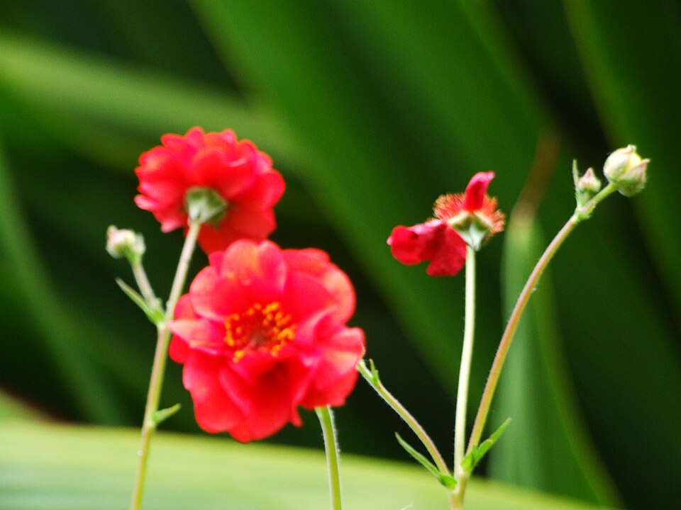 Geum (avens) (alternate view 6)