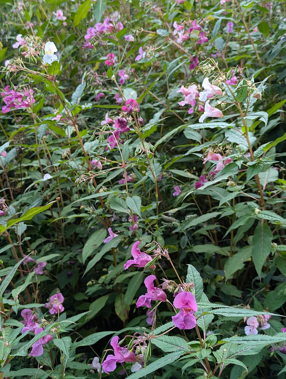 Ambrosia (Ragweeds) (alternate view 3)