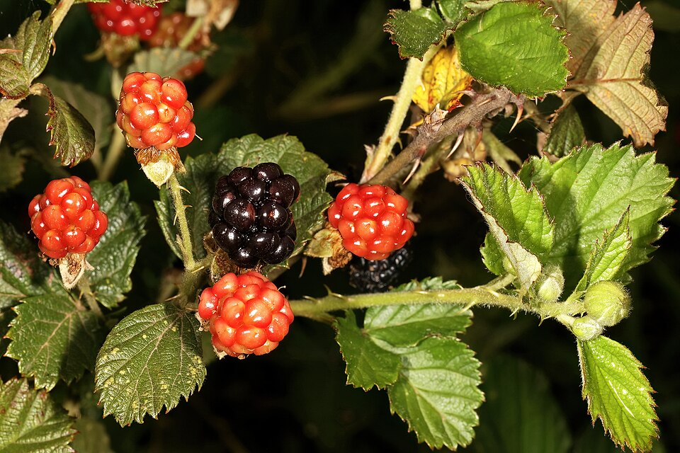Rubus cuneifolius (sand blackberry) (alternate view 7)