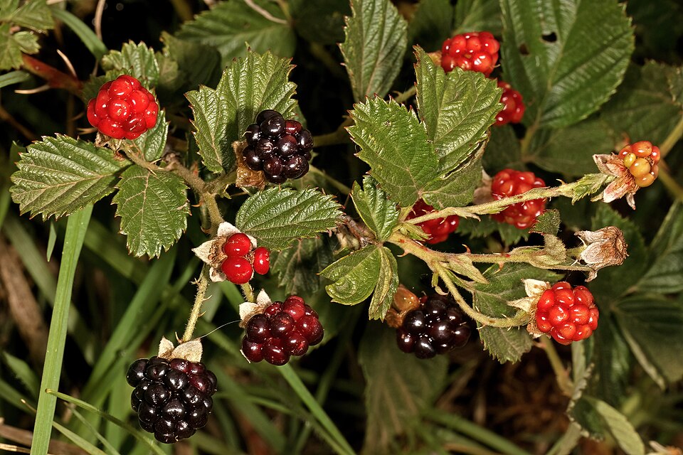 Rubus cuneifolius (sand blackberry) (alternate view 8)