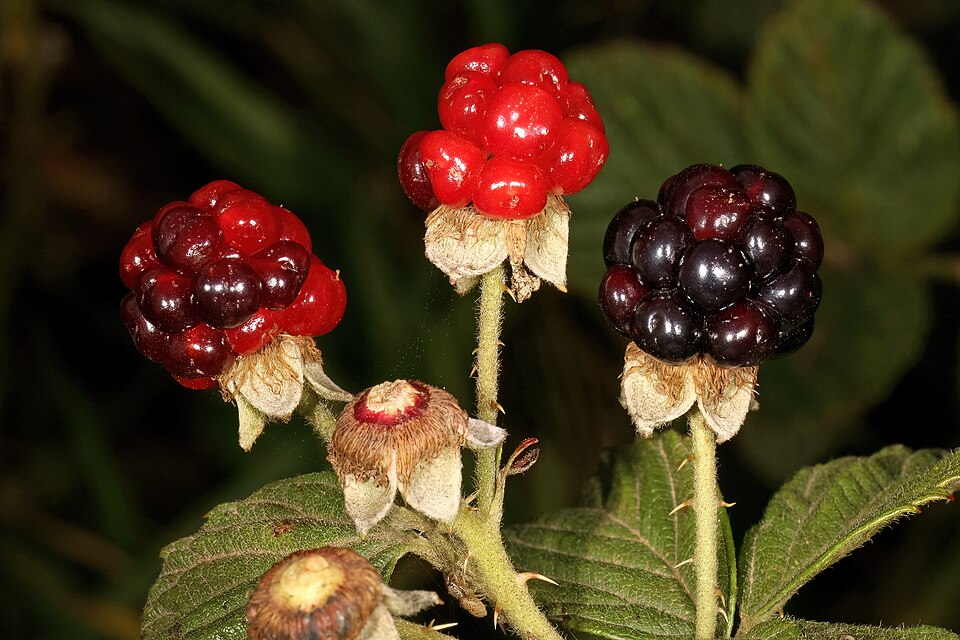 Rubus cuneifolius (sand blackberry) (alternate view 9)