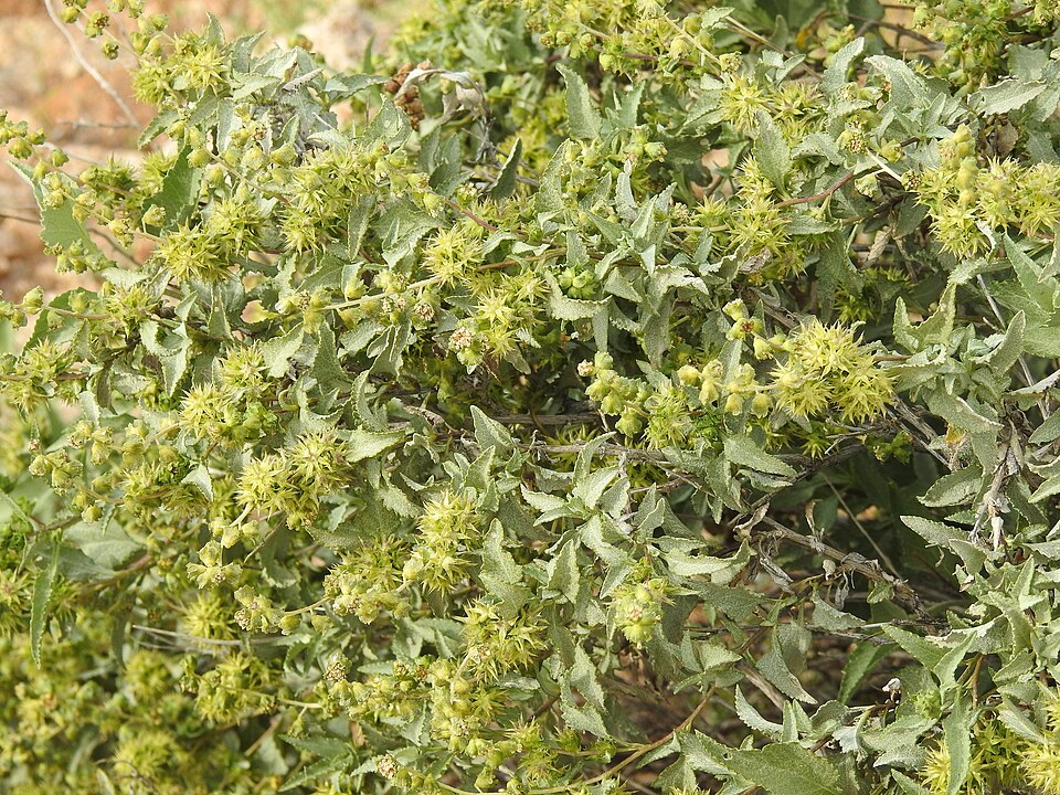 Ambrosia deltoidea (triangle-leaf bursage) (alternate view 8)