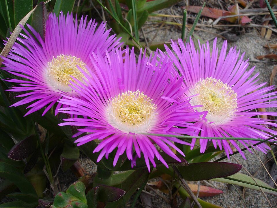 Carpobrotus (sea figs) (alternate view 6)