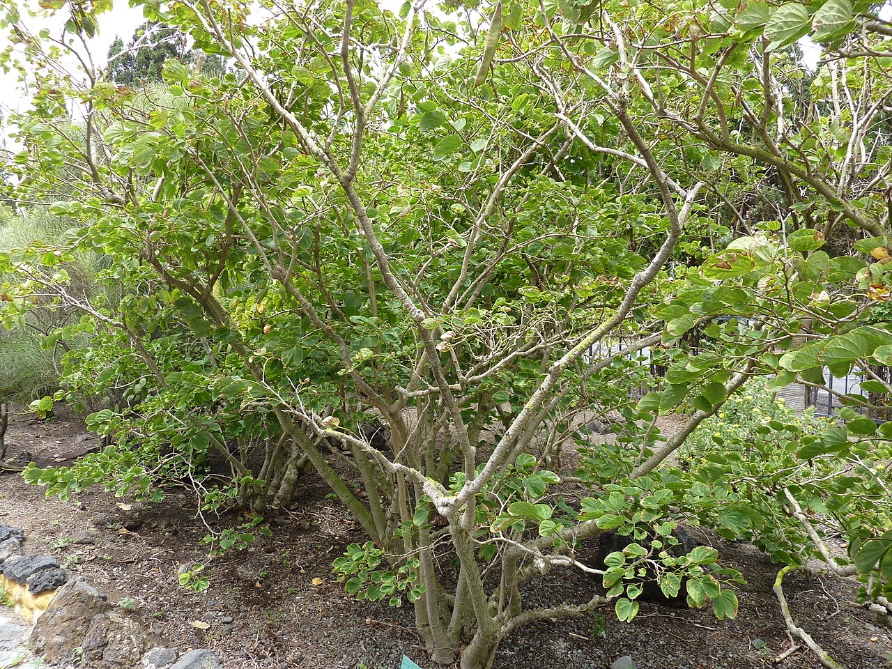 Bauhinia variegata, Orchid tree — spreading deciduous (Fabaceae) (image 4 of 10)