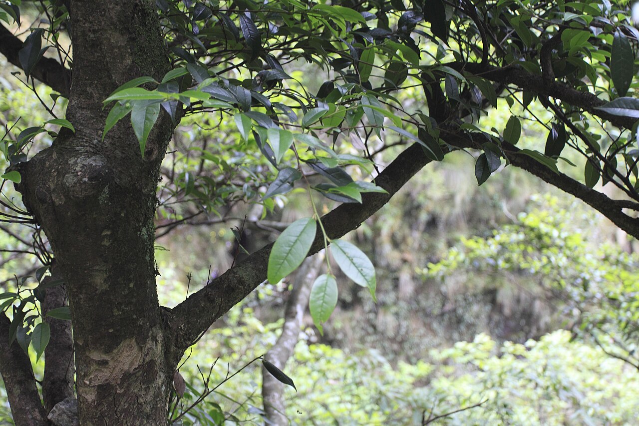 Distylium myricoides, Distylium — upright evergreen (Hamamelidaceae) (image 2 of 6)
