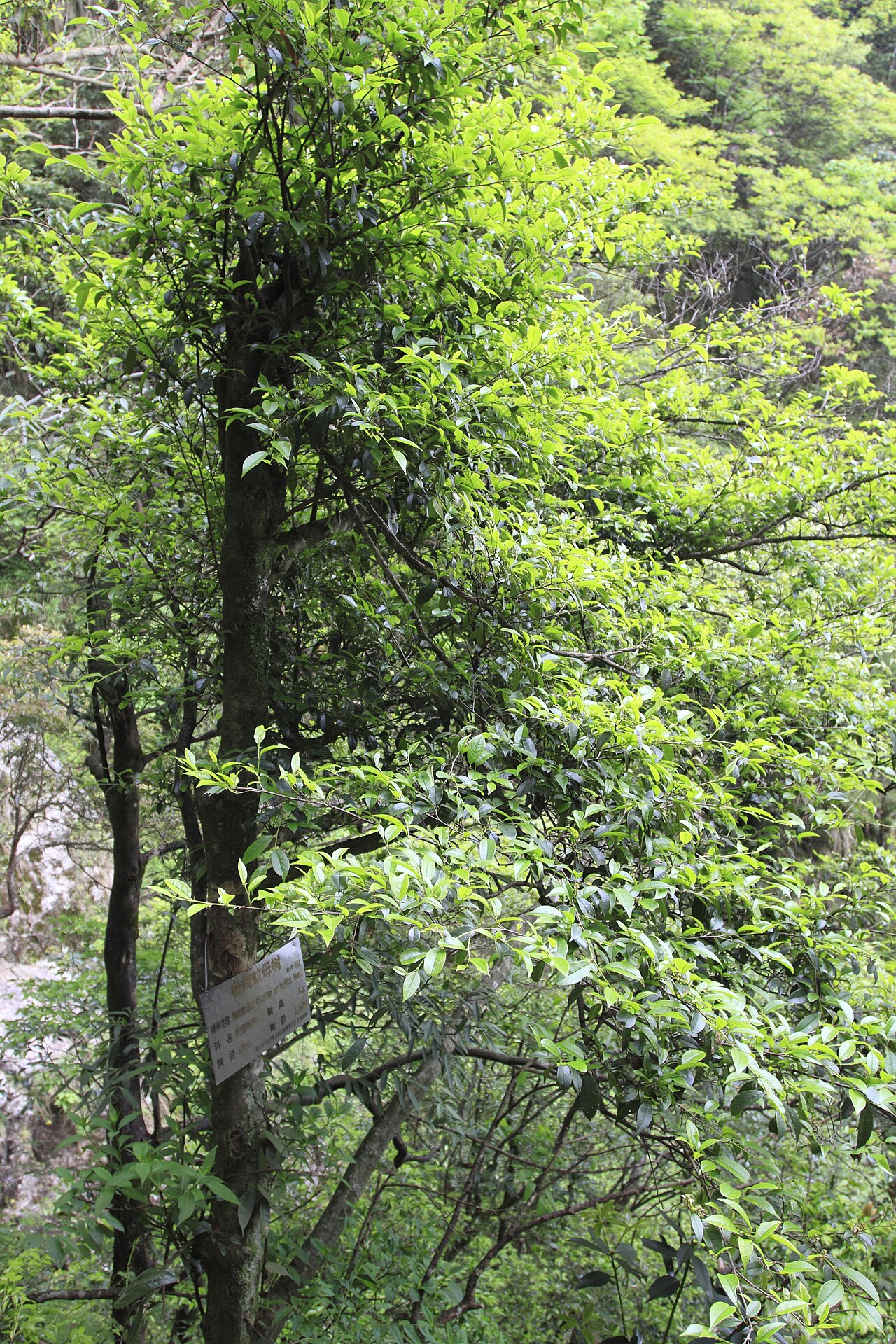 Distylium myricoides, Distylium — upright evergreen (Hamamelidaceae) (image 3 of 6)