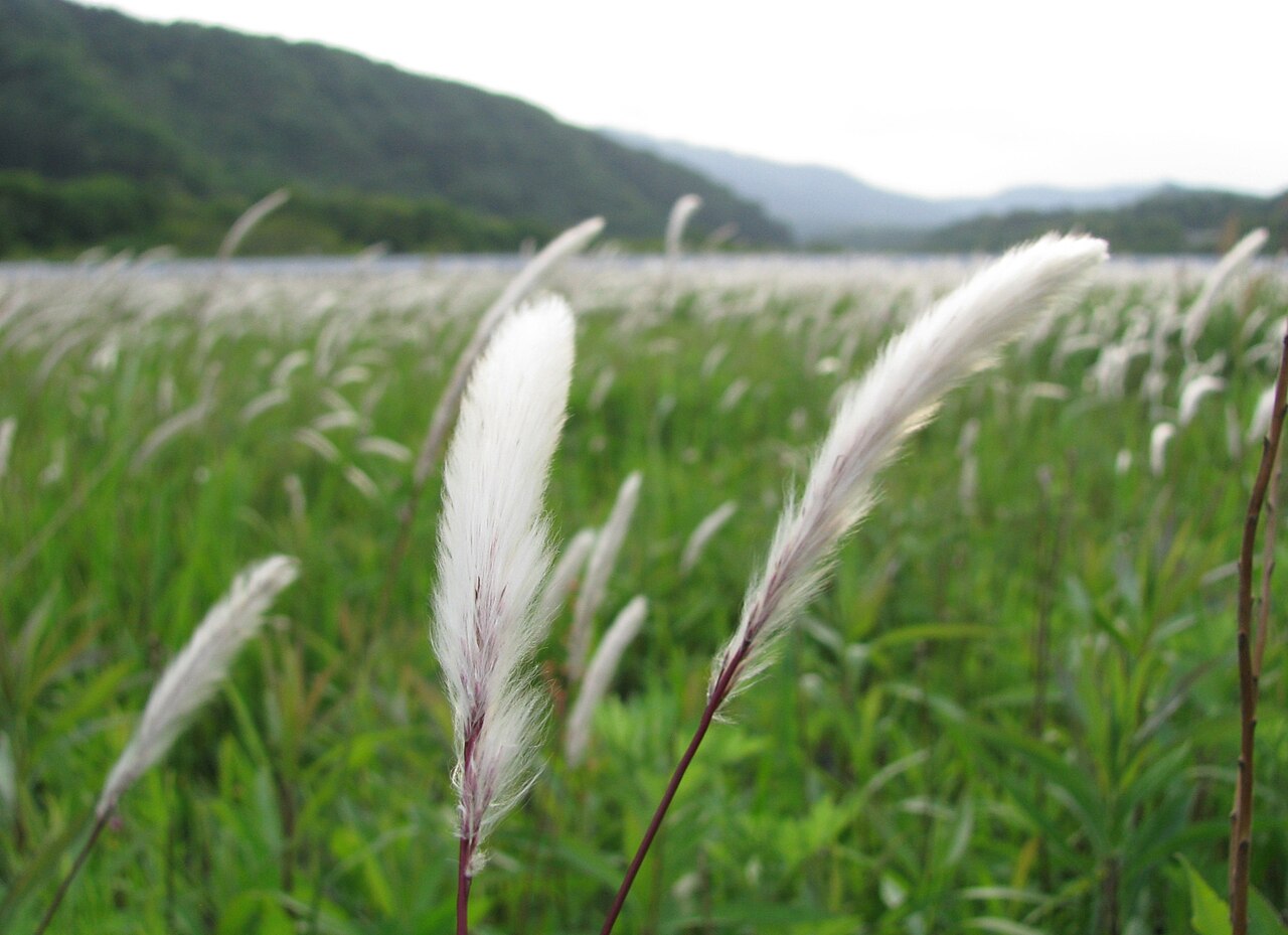 Imperata cylindrica, Japanese blood grass — spreading deciduous (Poaceae) (image 2 of 9)