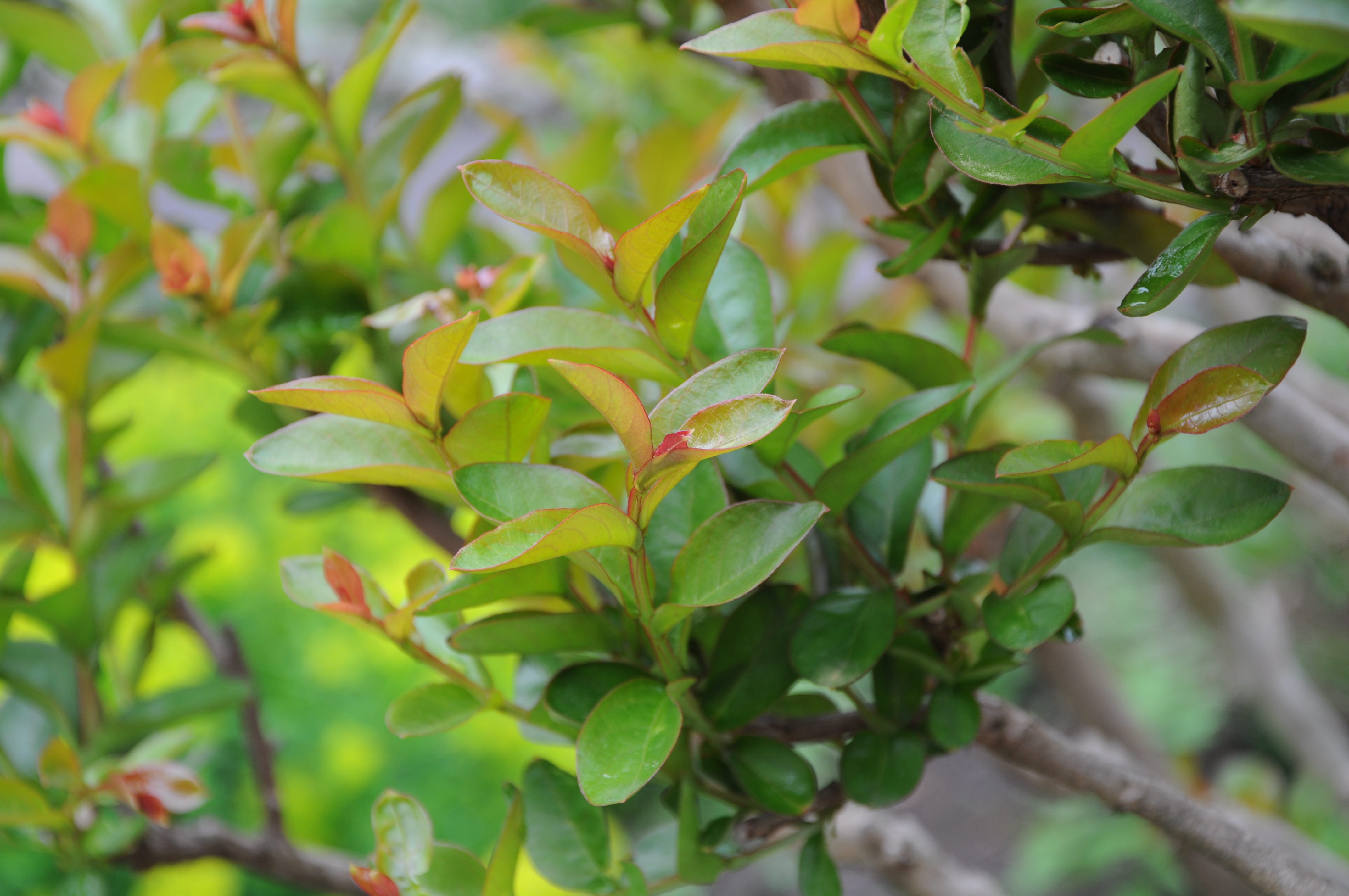 Lagerstroemia indica, Crape myrtle — upright deciduous (Lythraceae) (image 3 of 6)