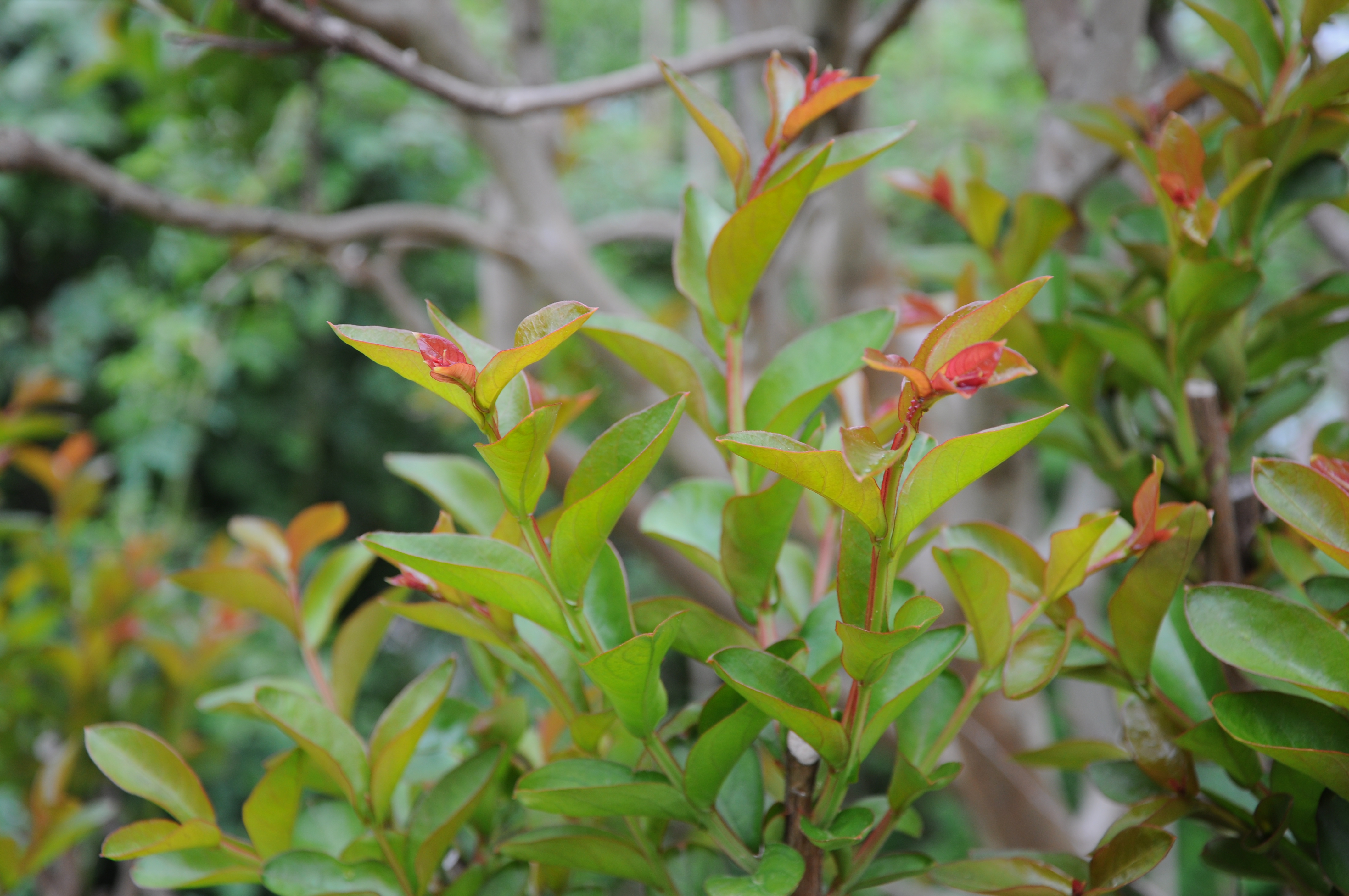Lagerstroemia indica, Crape myrtle — upright deciduous (Lythraceae) (image 4 of 6)