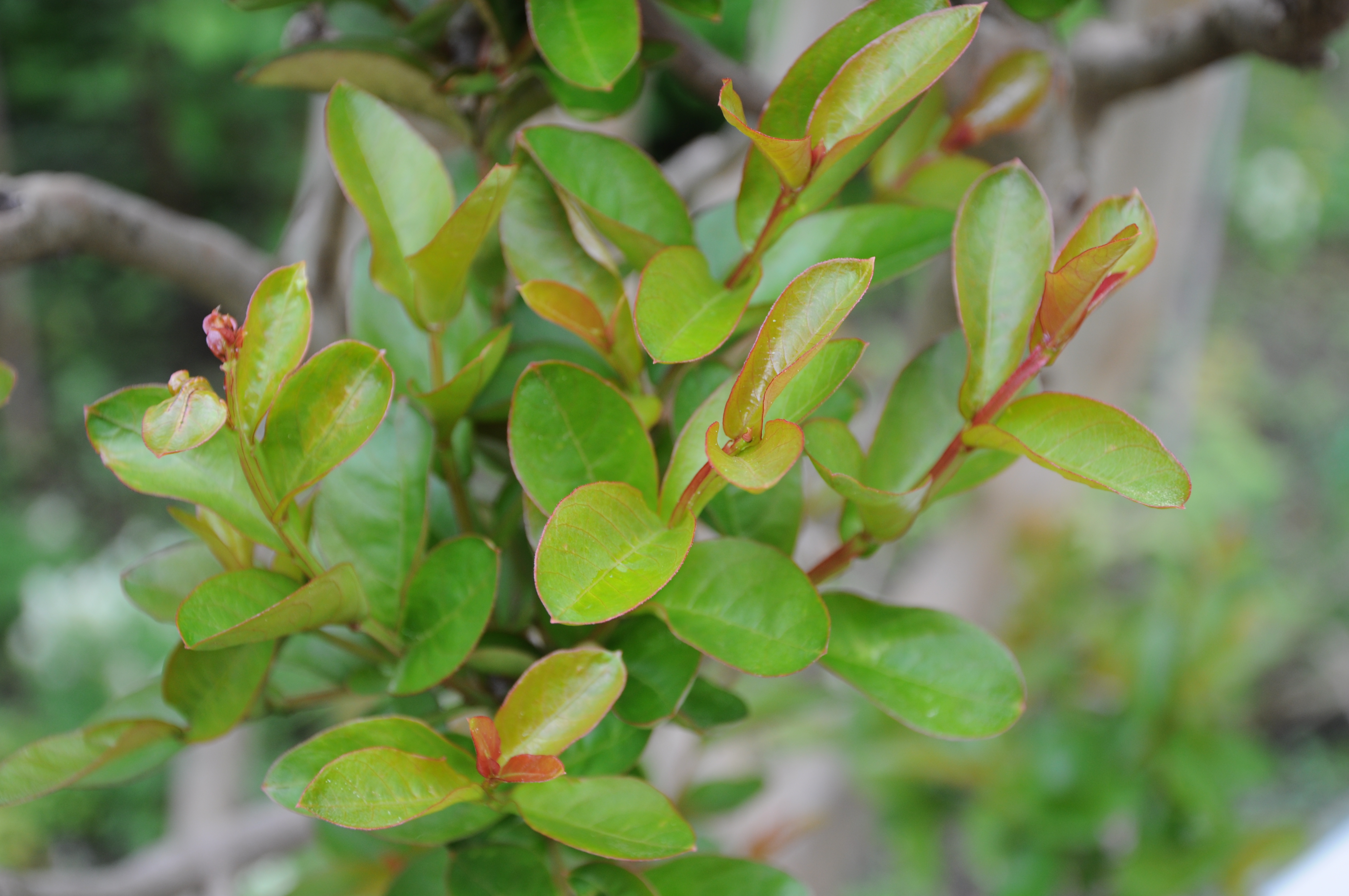 Lagerstroemia indica, Crape myrtle — upright deciduous (Lythraceae) (image 5 of 6)