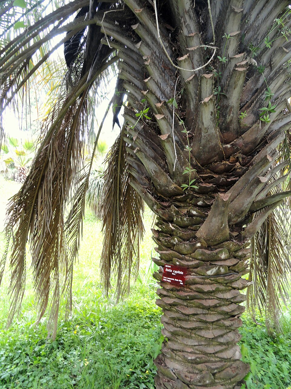 Butia capitata (Pindo Palm) (alternate view 5)