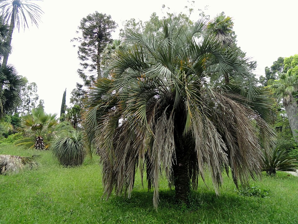 Butia capitata (Pindo Palm) (alternate view 6)