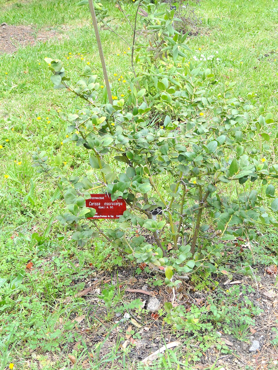 Carissa macrocarpa (Natal Plum) (alternate view 7)