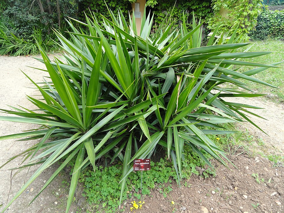 Yucca guatemalensis (Spineless Yucca)