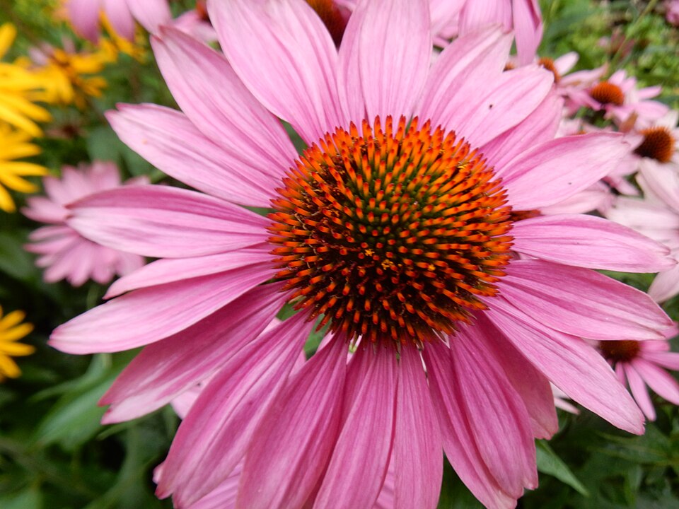 Echinacea purpurea 'Bravado' (Bravado Purple Coneflower) (alternate view 2)