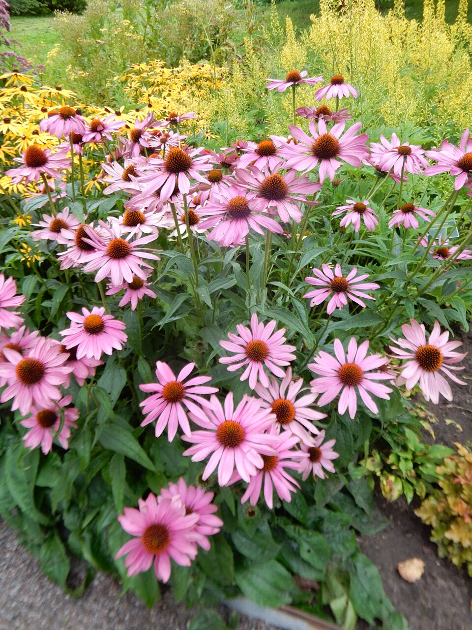 Echinacea purpurea 'Bravado' (Bravado Purple Coneflower) (alternate view 3)