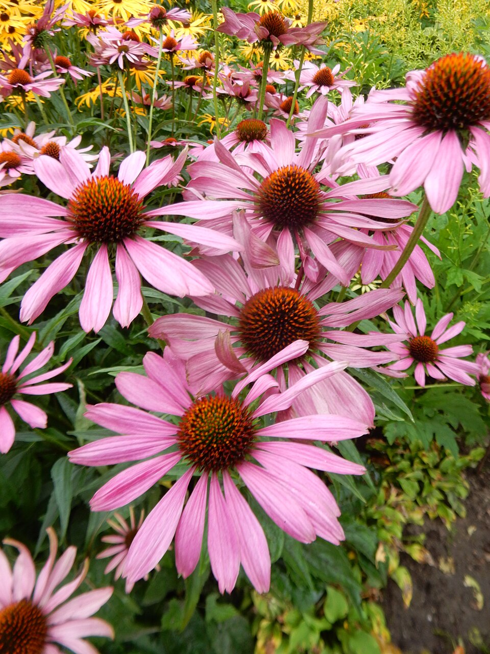 Echinacea purpurea 'Bravado' (Bravado Purple Coneflower) (alternate view 4)