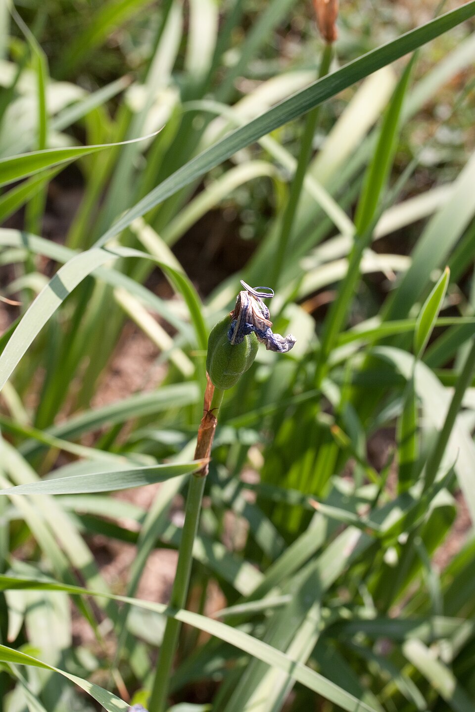 Iris laevigata (alternate view 7)