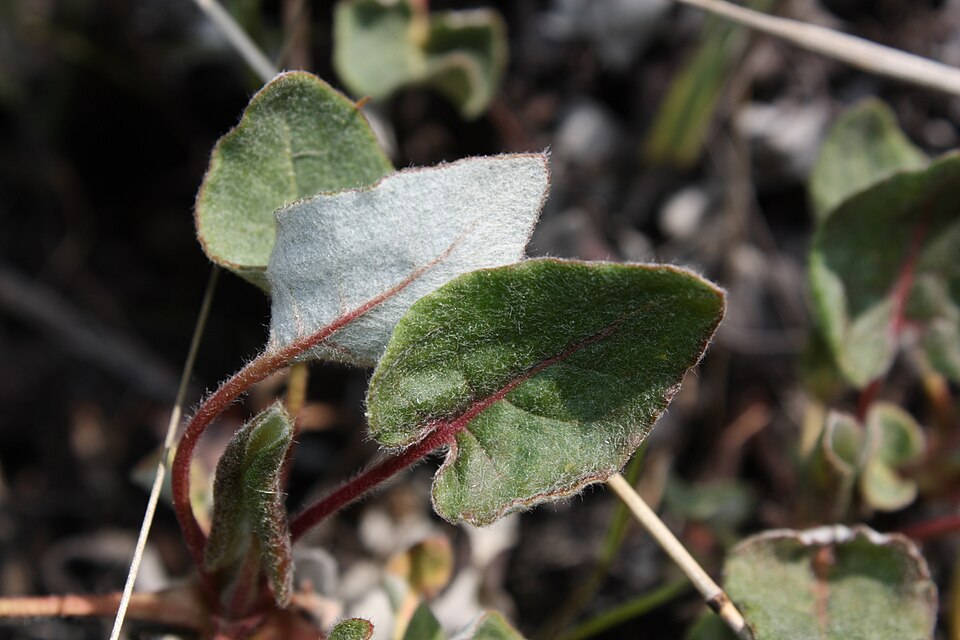 Eriogonum compositum (Arrowleaf Buckwheat) (alternate view 6)