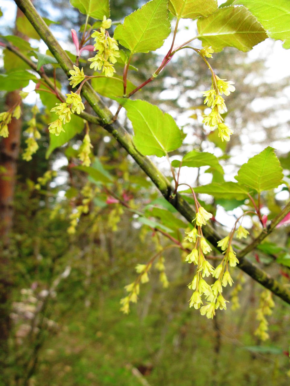 Acer crataegifolium (Hawthorn-leaved Maple) (alternate view 6)
