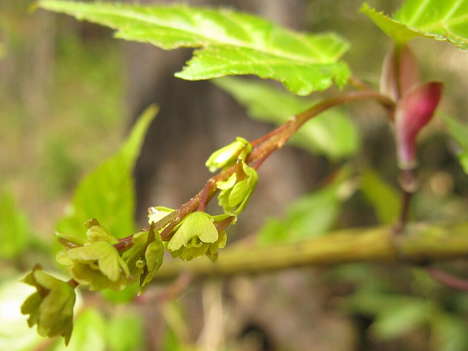 Acer crataegifolium (Hawthorn-leaved Maple) (alternate view 7)