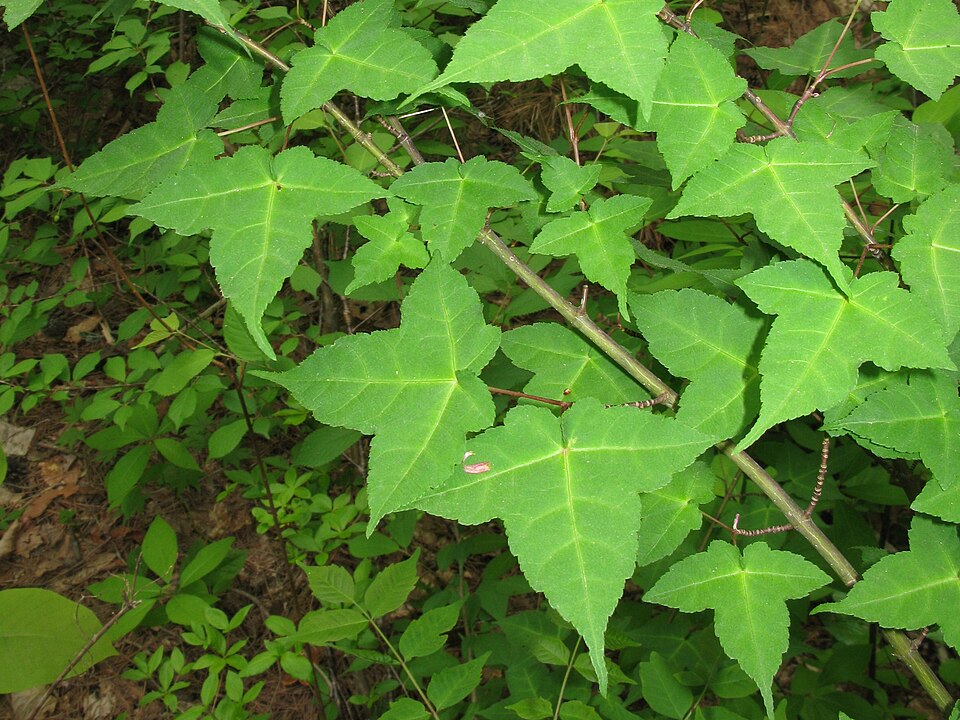 Acer crataegifolium (Hawthorn-leaved Maple) (alternate view 8)