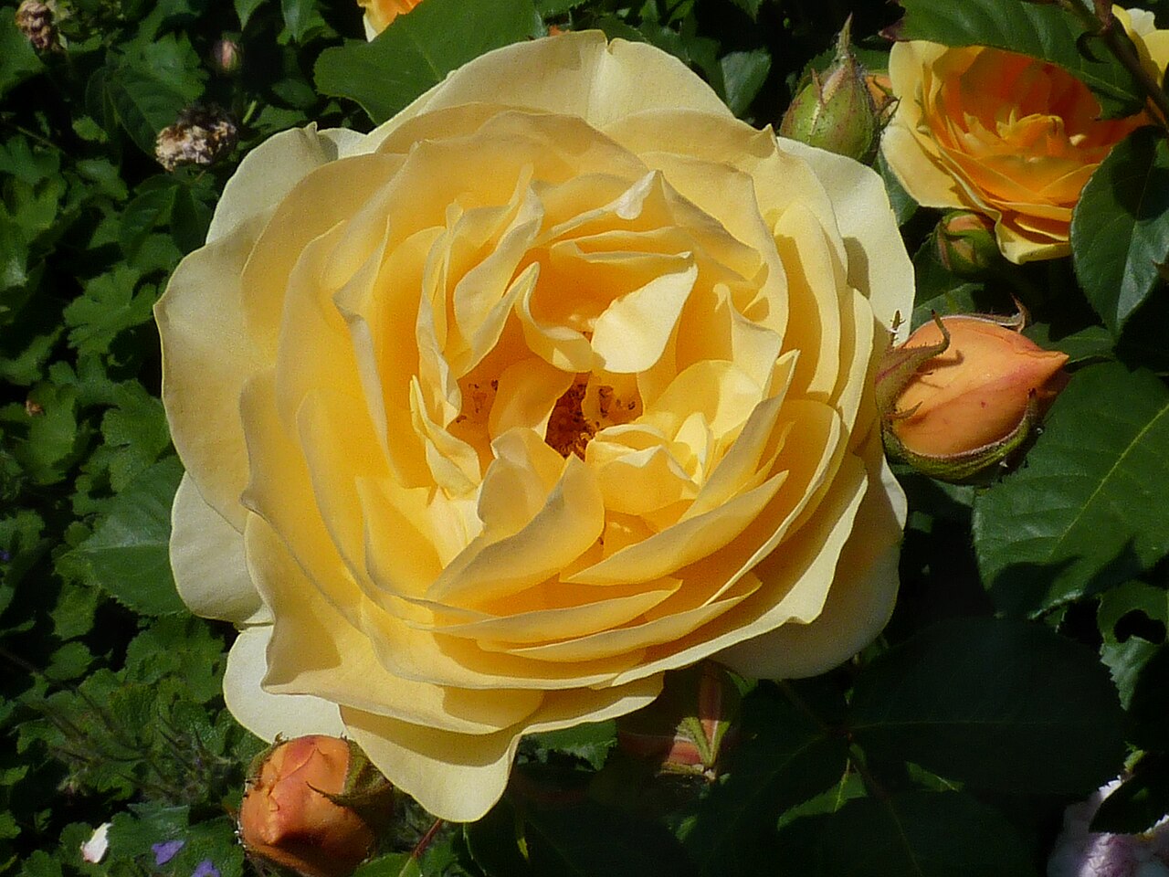Rosa 'Graham Thomas', Rose 'Graham Thomas' — upright deciduous (Rosaceae) (image 2 of 10)
