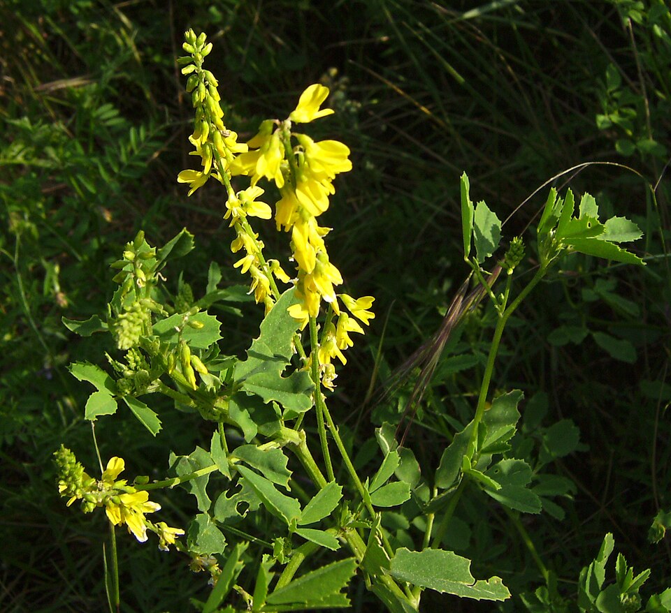 Melilotus officinalis (Yellow Sweetclover)