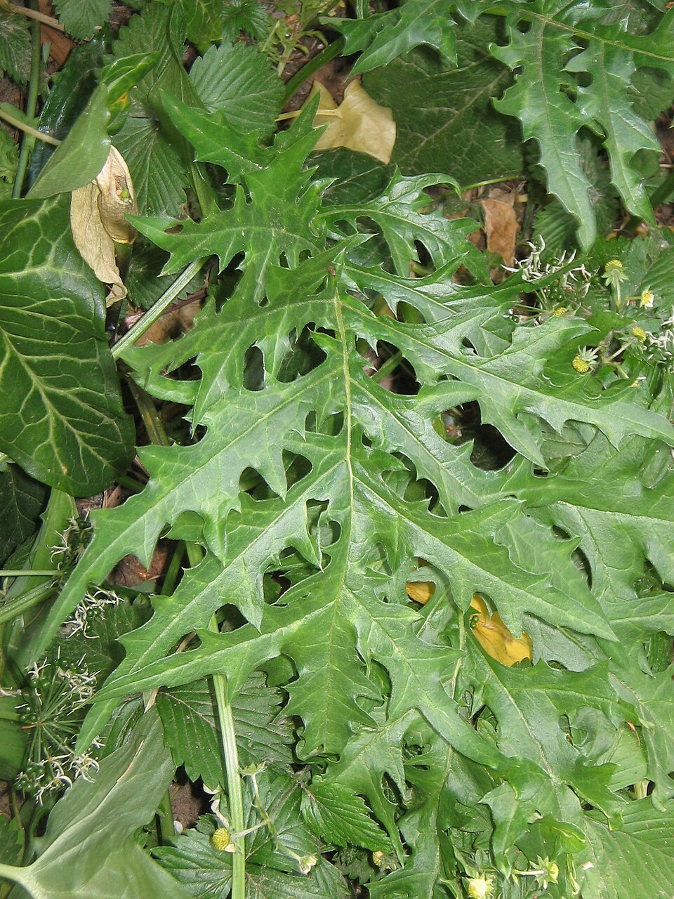 Acanthus spinosus (Spiny Bear's Breeches) (alternate view 9)