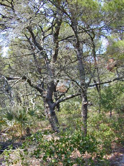Pinus clausa (sand pine) (alternate view 2)