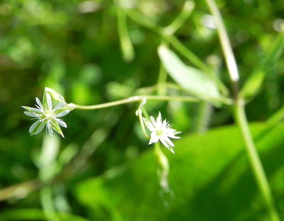 Stellaria alsine (Bog Stitchwort)
