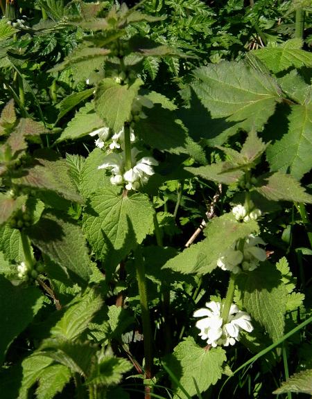 Lamium album (White deadnettle)