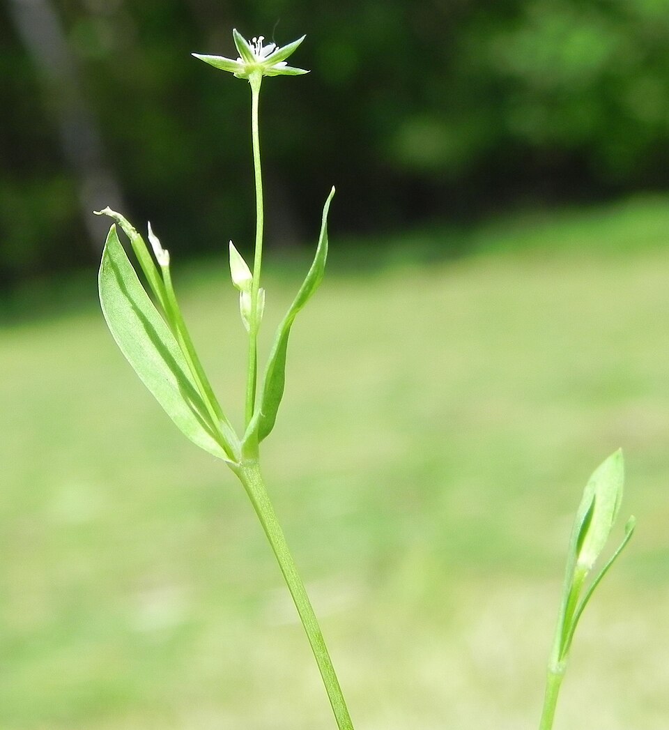 Stellaria alsine (Bog Stitchwort)