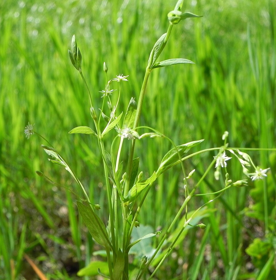 Stellaria alsine (Bog Stitchwort)