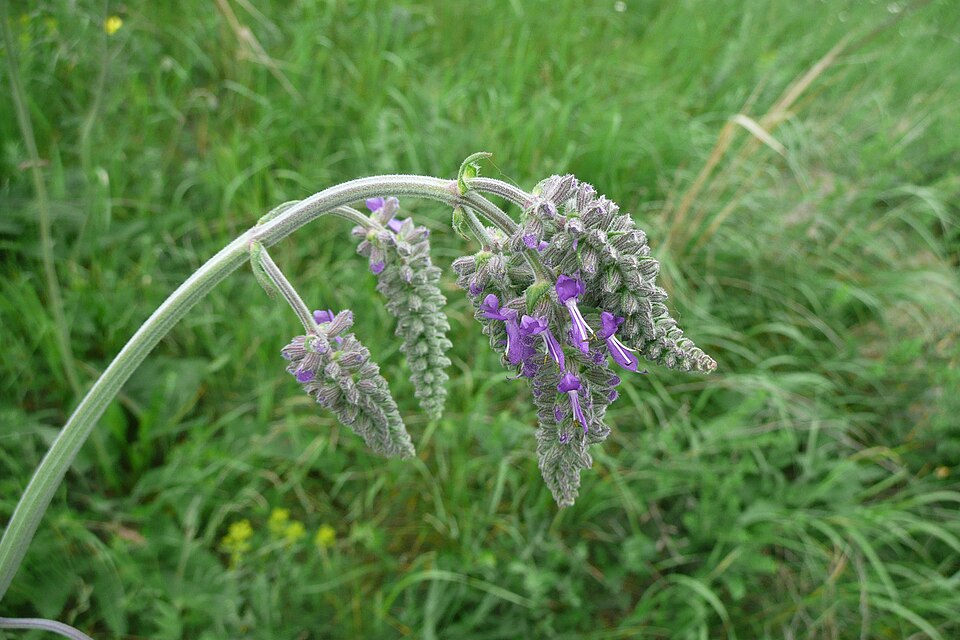 Salvia nutans (alternate view 8)