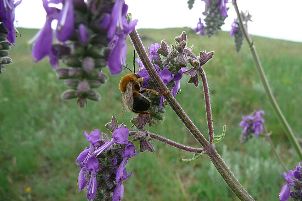 Salvia nutans (alternate view 9)