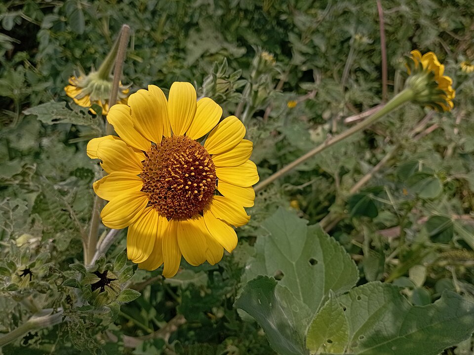 Tithonia (Mexican Sunflowers) (alternate view 4)
