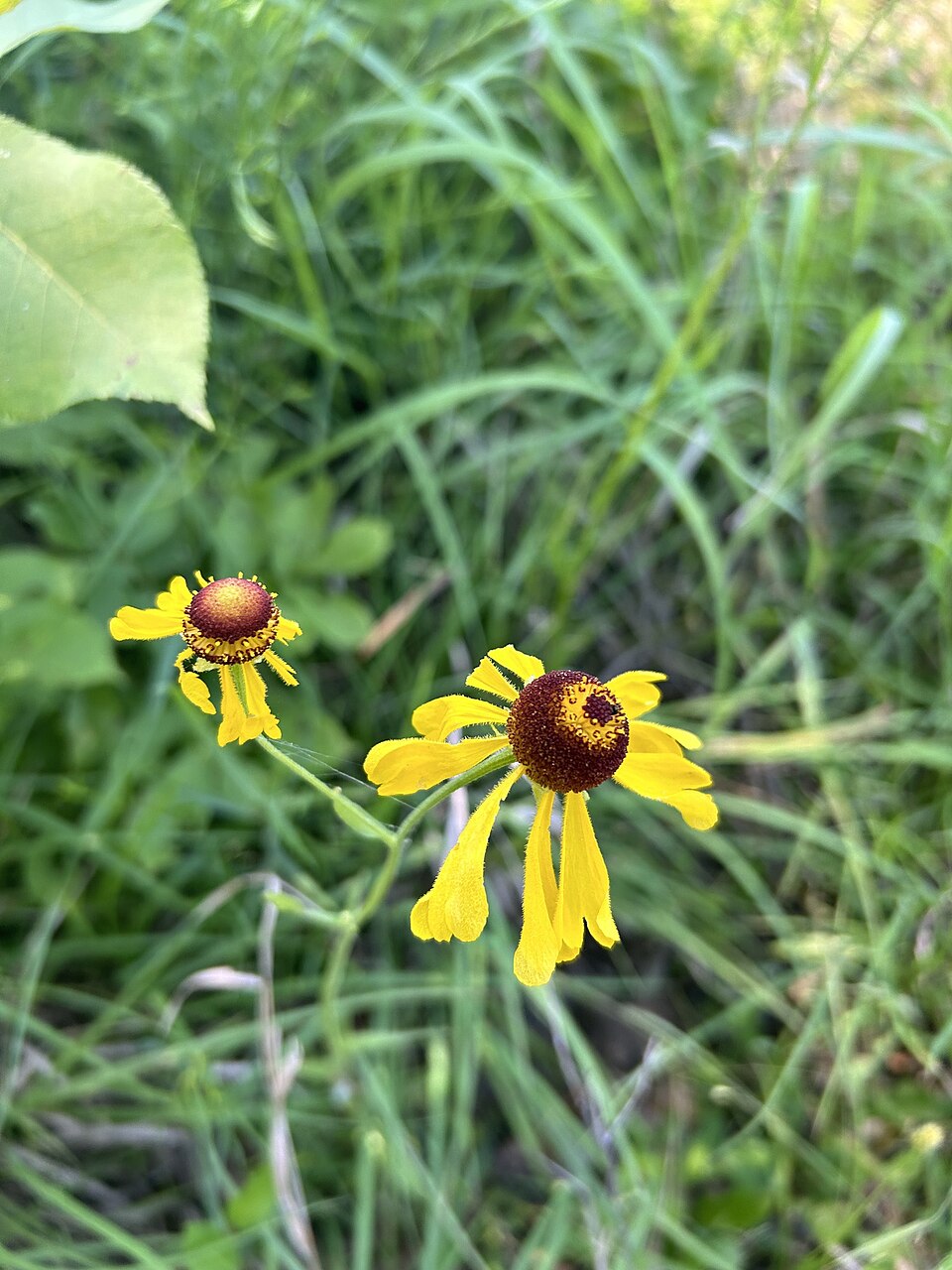 Helenium (sneezeweeds) (alternate view 3)
