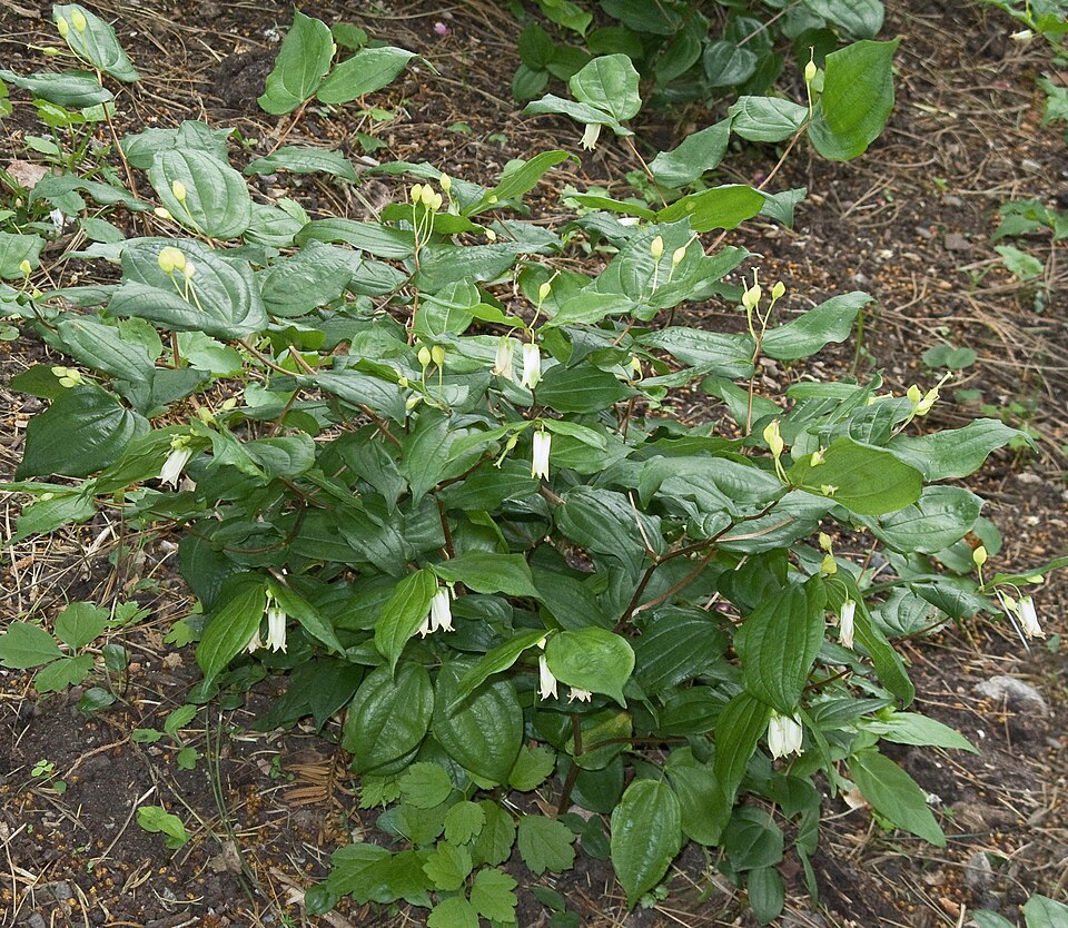 Prosartes smithii (Largeflower Fairybells) (alternate view 7)
